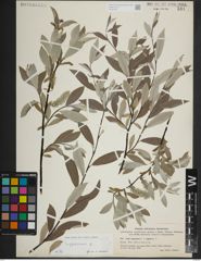 Foto von Salix lapponum L.